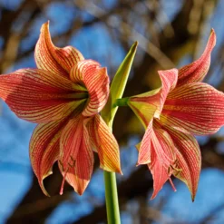 Amaryllis 'Exotic Star' -UK Garden Plants Shop amaryllis exotic star 7