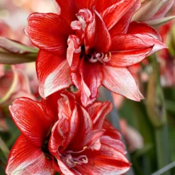 UK Garden Plants Shop -UK Garden Plants Shop amaryllis flamed amadeus 0 scaled