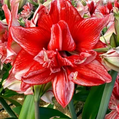 Amaryllis 'Flamed Amadeus' -UK Garden Plants Shop amaryllis flamed amadeus 00 scaled