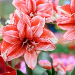 Amaryllis 'Flamed Amadeus' -UK Garden Plants Shop amaryllis flamed amadeus 1 scaled