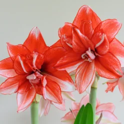 Amaryllis 'Flamed Amadeus' -UK Garden Plants Shop amaryllis flamed amadeus 4 scaled
