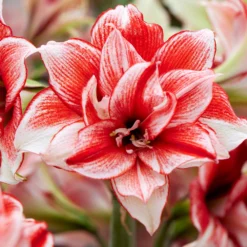 Amaryllis 'Flamed Amadeus' -UK Garden Plants Shop amaryllis flamed amadeus 5