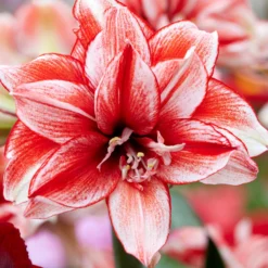 UK Garden Plants Shop 49 Amaryllis 'Flamed Amadeus'