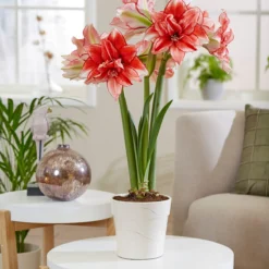 Amaryllis 'Flamed Amadeus' -UK Garden Plants Shop amaryllis flamed amadeus 7