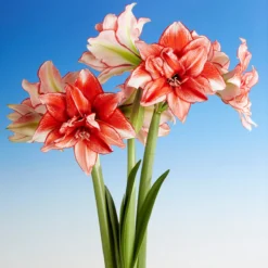 Amaryllis 'Flamed Amadeus' -UK Garden Plants Shop amaryllis flamed amadeus 8