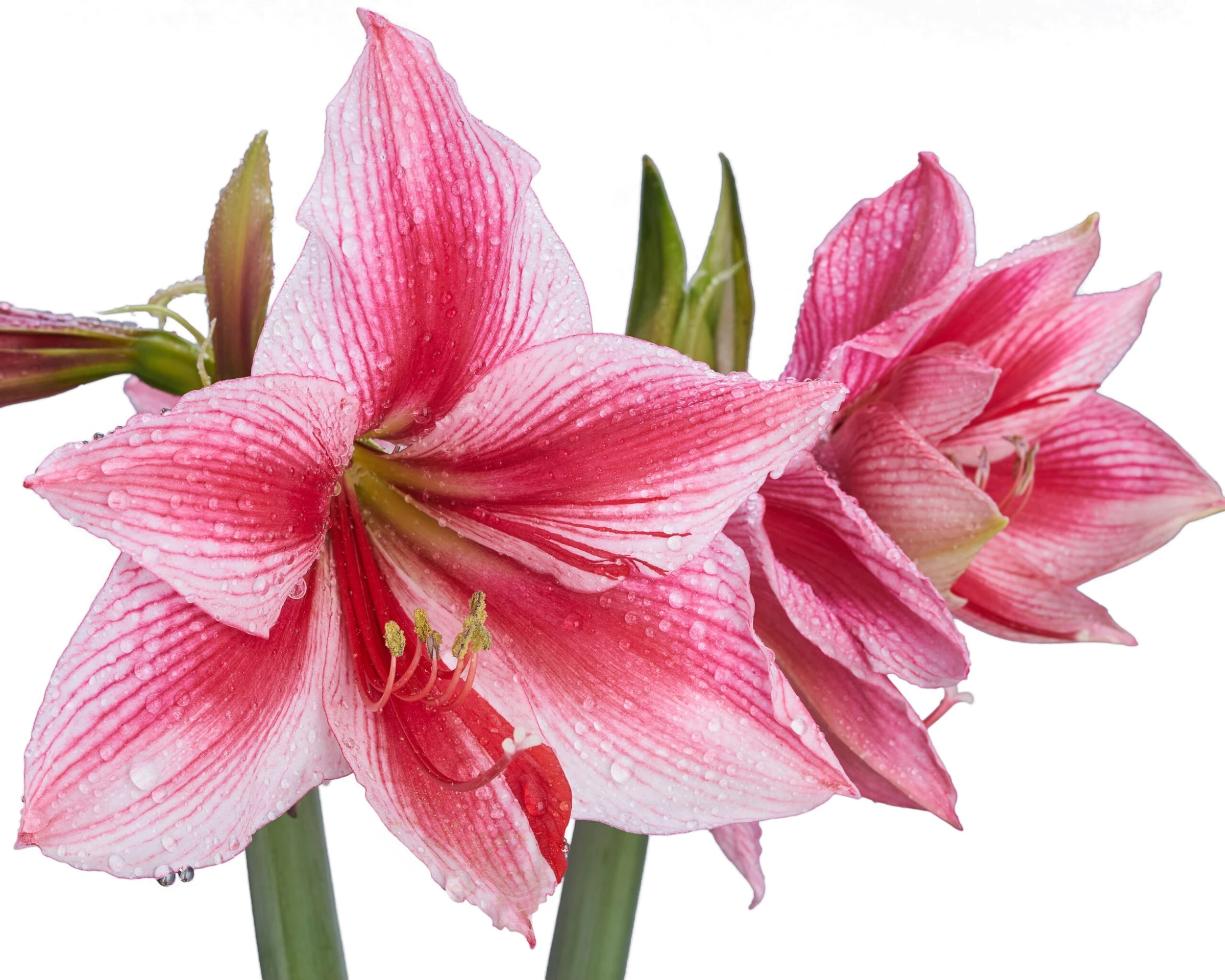 Amaryllis 'Gervase' 8 Amaryllis 'Gervase' - Image 6