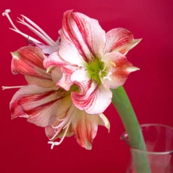Amaryllis 'Gervase' 16 Amaryllis 'Gervase' -UK Garden Plants Shop amaryllis gervase 3 scaled