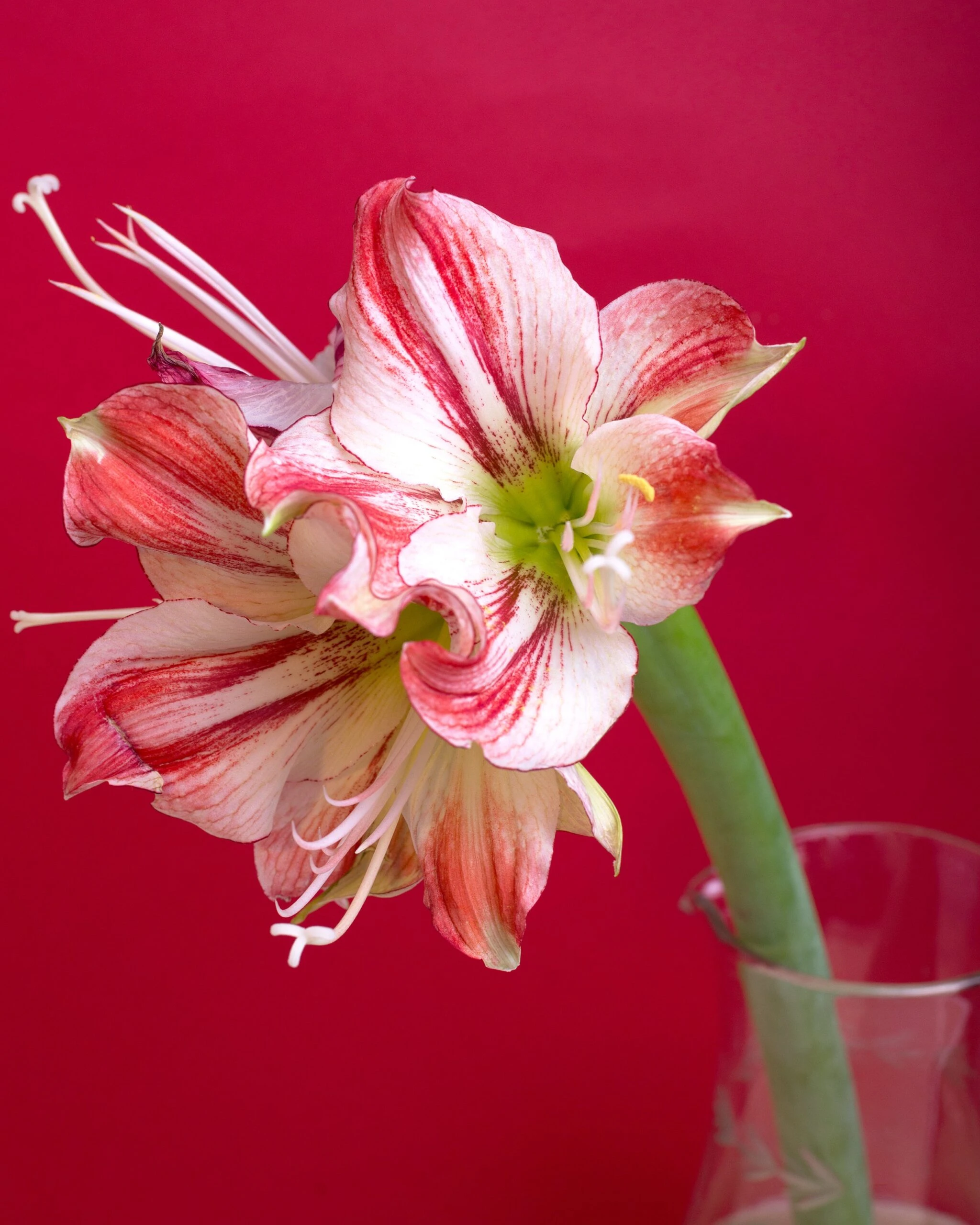 Amaryllis 'Gervase' 9 Amaryllis 'Gervase' - Image 7