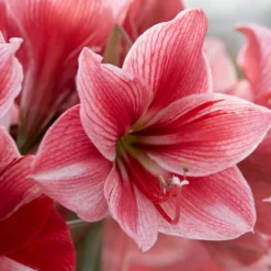 Amaryllis 'Gervase' 17 Amaryllis 'Gervase' -UK Garden Plants Shop amaryllis gervase 4
