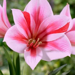 UK Garden Plants Shop 51 Amaryllis 'Gervase'