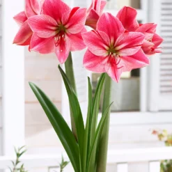 Amaryllis 'Gervase' 14 Amaryllis 'Gervase' -UK Garden Plants Shop amaryllis gervase 6