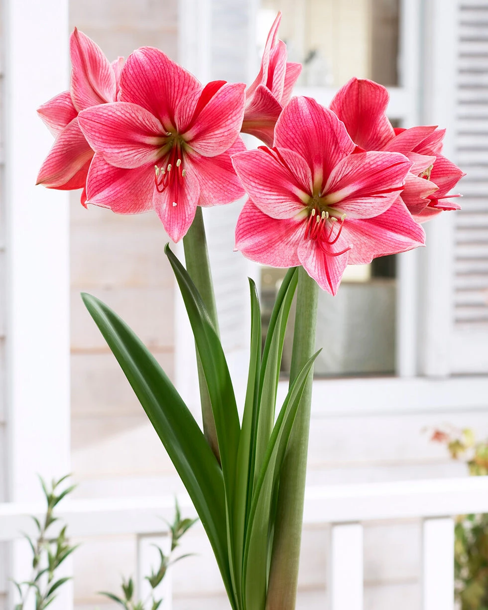 Amaryllis 'Gervase' 7 Amaryllis 'Gervase' - Image 5