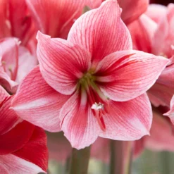 UK Garden Plants Shop -UK Garden Plants Shop amaryllis gervase 8