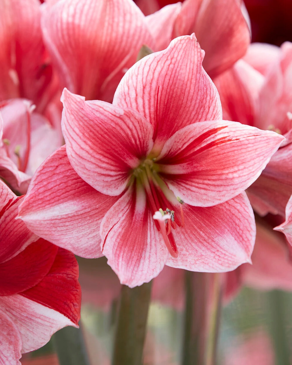 Amaryllis 'Gervase' 4 Amaryllis 'Gervase' - Image 2