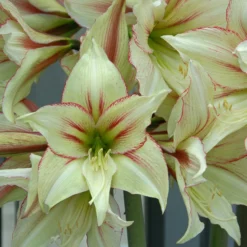 UK Garden Plants Shop -UK Garden Plants Shop amaryllis green valley 1 scaled