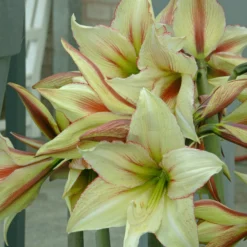 Amaryllis 'Green Valley' -UK Garden Plants Shop amaryllis green valley 2 scaled
