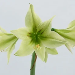 Amaryllis 'Green Valley' -UK Garden Plants Shop amaryllis green valley 3