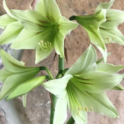 UK Garden Plants Shop 53 Amaryllis 'Green Valley'