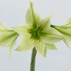 Amaryllis 'Green Valley' -UK Garden Plants Shop amaryllis green valley 5