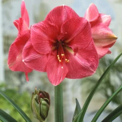 Amaryllis 'Hercules' -UK Garden Plants Shop amaryllis hercules 0 scaled