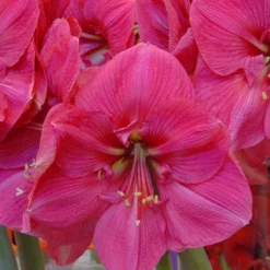 Amaryllis 'Hercules' -UK Garden Plants Shop amaryllis hercules 1