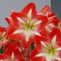 Amaryllis 'Minerva' -UK Garden Plants Shop amaryllis minerva 2