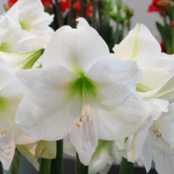 Amaryllis 'Mont Blanc' -UK Garden Plants Shop amaryllis mont blanc 2