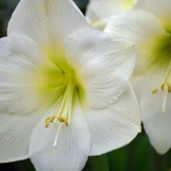 Amaryllis 'Mont Blanc' -UK Garden Plants Shop amaryllis mont blanc 2 12643992 3cdb 4306 9834 770809bb8b18 scaled