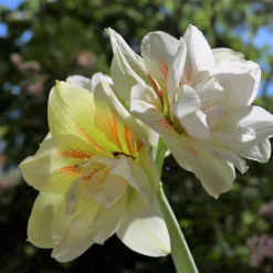 Amaryllis 'Nymph' -UK Garden Plants Shop amaryllis nymph 1 scaled