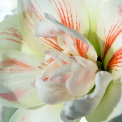 Amaryllis 'Nymph' -UK Garden Plants Shop amaryllis nymph 4