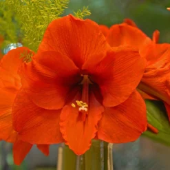 Amaryllis 'Orange Souvereign' -UK Garden Plants Shop amaryllis orange souvereign 2