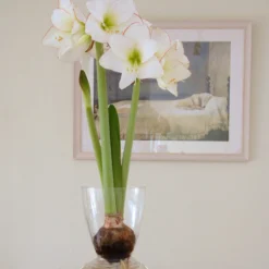 Amaryllis 'Picotee' -UK Garden Plants Shop amaryllis picotee 1 scaled