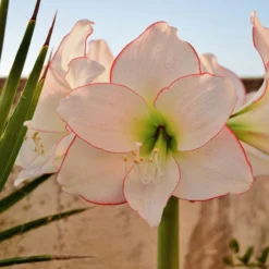 Amaryllis 'Picotee' -UK Garden Plants Shop amaryllis picotee 10 scaled