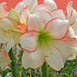Amaryllis 'Picotee' -UK Garden Plants Shop amaryllis picotee 11