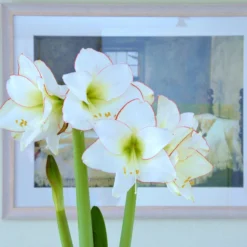 Amaryllis 'Picotee' -UK Garden Plants Shop amaryllis picotee 3 scaled