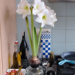 Amaryllis 'Picotee' -UK Garden Plants Shop amaryllis picotee 4