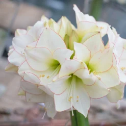 Amaryllis 'Picotee' -UK Garden Plants Shop amaryllis picotee 5 scaled