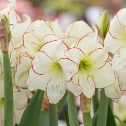 Amaryllis 'Picotee' -UK Garden Plants Shop amaryllis picotee 6 scaled