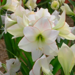 Amaryllis 'Picotee' -UK Garden Plants Shop amaryllis picotee 8 scaled