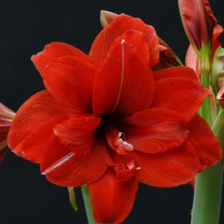 Amaryllis 'Red Peacock' -UK Garden Plants Shop amaryllis red peacock 1