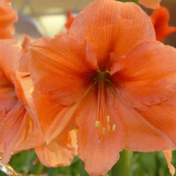 Amaryllis 'Rilona' -UK Garden Plants Shop amaryllis rilona 2