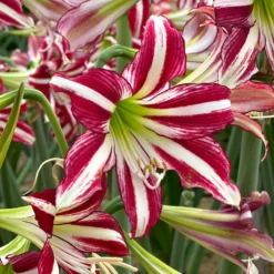 Amaryllis 'Santiago' -UK Garden Plants Shop amaryllis santiago 0 scaled