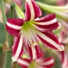 Amaryllis 'Santiago' -UK Garden Plants Shop amaryllis santiago 00