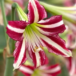 Amaryllis 'Santiago'
