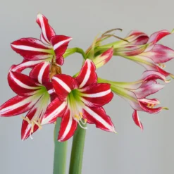 Amaryllis 'Santiago' -UK Garden Plants Shop amaryllis santiago 3 scaled