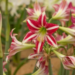 Amaryllis 'Santiago' -UK Garden Plants Shop amaryllis santiago 4 scaled