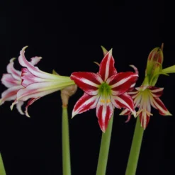 Amaryllis 'Santiago' -UK Garden Plants Shop amaryllis santiago 6