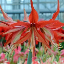 Amaryllis 'Sumatra' -UK Garden Plants Shop amaryllis sumatra 1