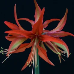 Amaryllis 'Sumatra' -UK Garden Plants Shop amaryllis sumatra 2