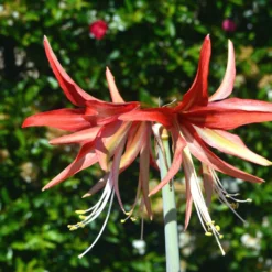 Amaryllis 'Sumatra' -UK Garden Plants Shop amaryllis sumatra 4 scaled